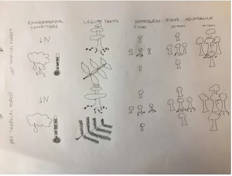 Figure 1 | Nitrogen-fixing trees in wet and dry tropical forests. Legume trees in wet tropical forests (a) and dry tropical forests (b) differ in traits associated with the environmental conditions in which they grow, including the capacity for nitrogen fixation 