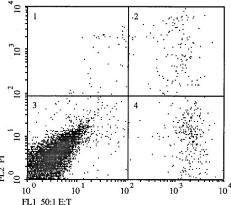 FIG. 1. Dual-parameter dot plot (FL1 [FITC ﬂuorescence] and FL2 [PIﬂuorescence]) of PBMCs (effector cells) and DiO-labeled target cells