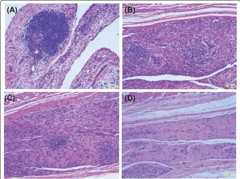 Figure 6 Histopathological analyses of RA synovial grafts in the SCID-HuRAg model and the effects of ARG098