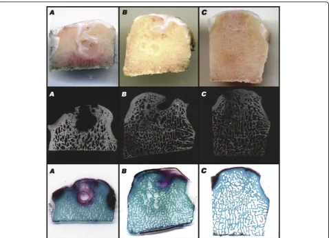 Figure 2 Macroscopic, micro X-ray and histological evaluations at 6 months of the C-Group (A), S-PRP Group (B), S-Group (C).