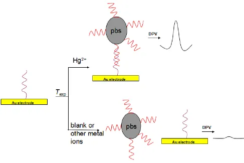 Figure 1. Schematic representation of the procedure to prepare electrochemical biosensor for the determination of mercury (II)