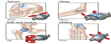 Figure 1.1:  Various Joints in a Human Body