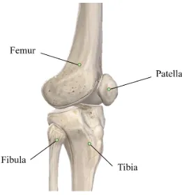 Figure 2-4 Bony anatomy of the human knee joint (Image courtesy of Complete Anatomy, 