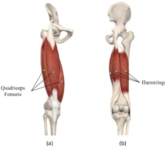 Figure 2-5 Muscle groups surrounding the knee joint. (a) Anterior view (b) posterior view 