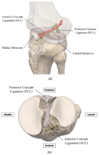 Figure 2-6 Cruciate ligaments. Anterior and posterior cruciate ligaments in the human knee 