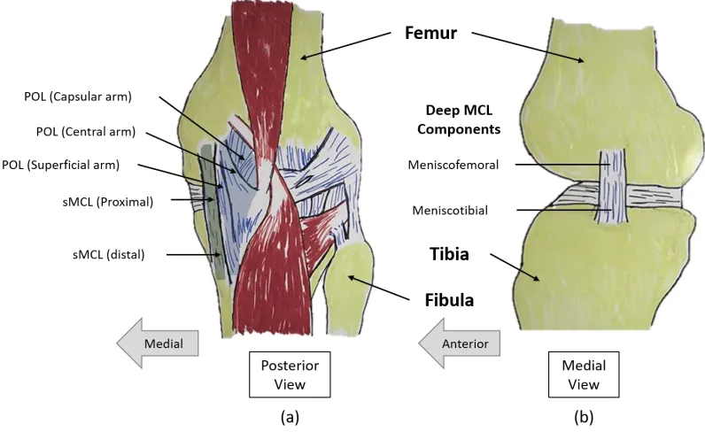 Figure 2-8 Medial ligaments. (a) Superficial medial collateral and posterior oblique ligaments 