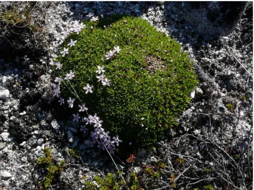 Figure 10. Silene acaulis hum- hum-mock. 