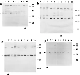FIG. 4. IgG-type reactivities of sera obtained 30 days after inoculation of strains 4241 (a), 26772 (b), 15986 (c), and 54988 (d) against protein extracts from S.pneumoniae40527, serotype 14 (lanes 4); 40500, serotype 9V (lanes 5); 40336, serotype 7 (lanes