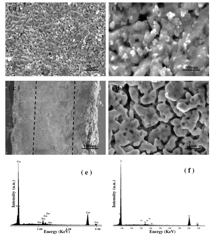 Figure 3.  SEM images of sandwich-typed 3D NPC/Sn thin-film anode by electroless plating tin on the 3D NPC current collector in the alkaline solution at 75℃ for 4 min