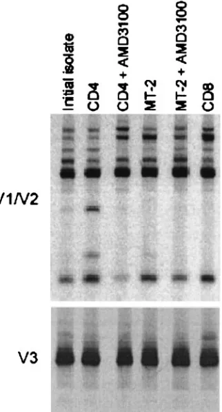 FIG. 3. HTA of the V1-V2 and V3 regions of the input 93US143-T8 isolate and viruses grown in the presence or absence of AMD3100.