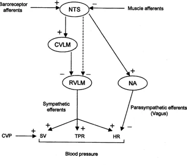 Figure 1.2. Central and peripheral pathways by which stroke volume (SV), total 