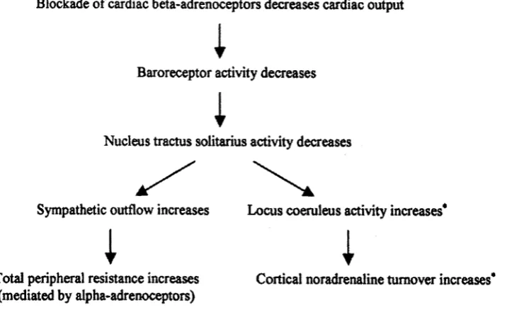 Figure 2.4. Flowchart detailing peripheral and central baroreflex responses to beta- 