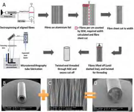 Figure 1. (electrospinning. (micrographs illustrating components of the nerve guide testingdevice; (microstereolithography, and (A) Schematic workflow of the production of PCLmicrofibres using electrospinning, following the procedures ofDaud et al.[18], the analysis and threading procedure of microfibresand the fabrication of PEG conduits by microstereolithography,followingtheproceduresofPatemanetal.[17]SEMB) A 5 mm long hollow PEG NGC, fabricated byC) PCL microfibres spun byD) Conduit and microfibres were combinedinto a final testing nerve guide device.