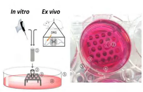 Figure 2. (Left) Schematic of the designed 3D model setup toevaluate the internal nerve guide scaffolds in vitro and ex vivo.(Right) Photograph of the experimental setup