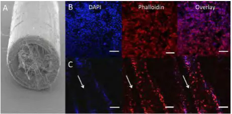 Figure 3. Confocal microscopy images of neuronal cells inflat substrate control, on which neurons were randomlyorientated