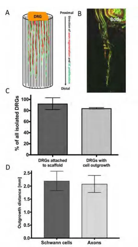 Figure 6.microscopy z-projection (depth: Ex vivo evaluation of microfibres in whole nerveguides