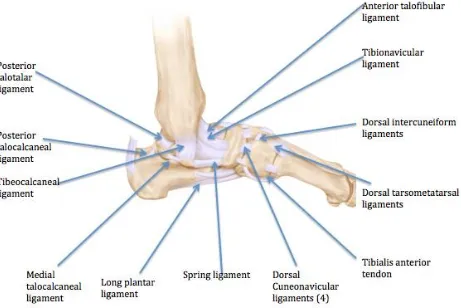 Figure 1.7 Medial view of the tendons and ligaments of the foot and ankle. 