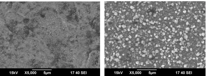 Figure 2. Typical cross view (SEM) of plasma nitrided AISI D2.   