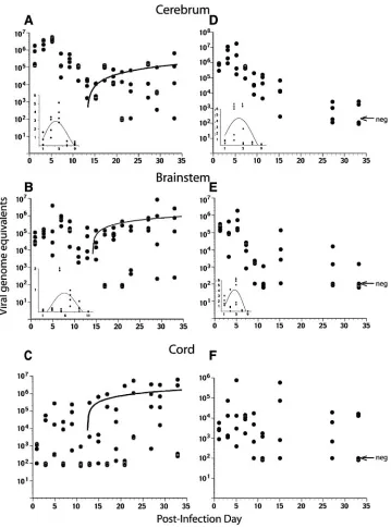 FIG. 1. Kinetics of BeAn viral RNA replication in cerebrums (A and D), brain stems (B and E), and spinal cords (C and F) of susceptible SJL/J(A, B, and C) and resistant B6 (D, E, and F) mice