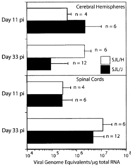 FIG. 7. Comparison of viral genome copy equivalents per micro-gram of total RNA in the brains and spinal cords of SJL/J and SJL/H