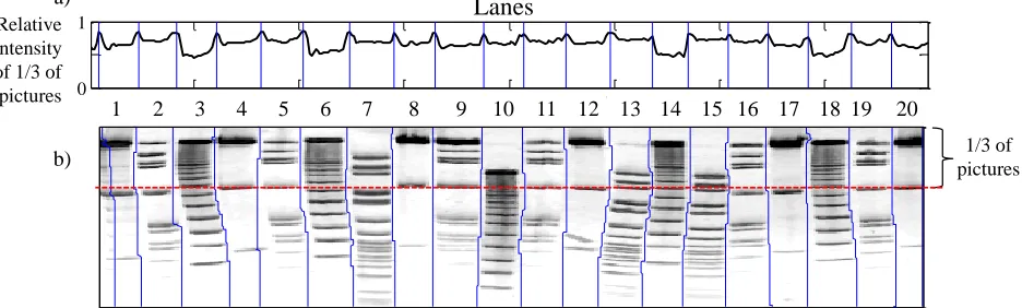 Figure 2. Principle of gel image segmentation using tracking of lane boundaries. a) The detected positions of intensity peaks (blue lines) correspond to the positions of the first pixel of each boarder