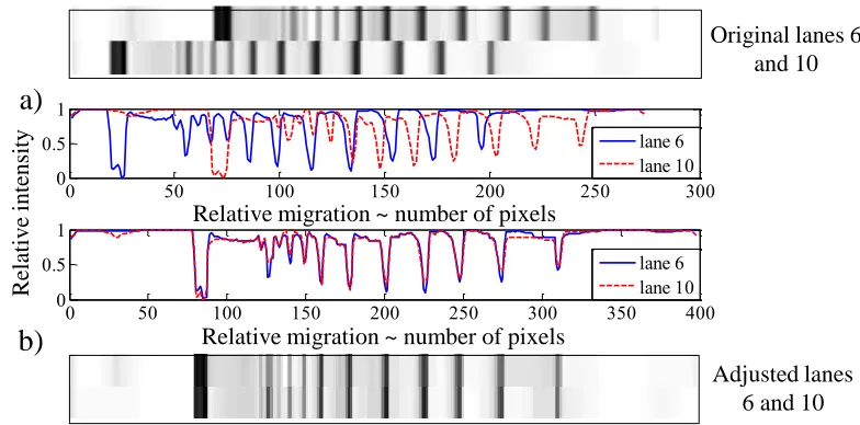 Figure 6. Adjustment of band positions in a pair of lanes using DTW. a) Lanes containing similar bands which are not aligned (upper) and signal representation of the lanes (lower)