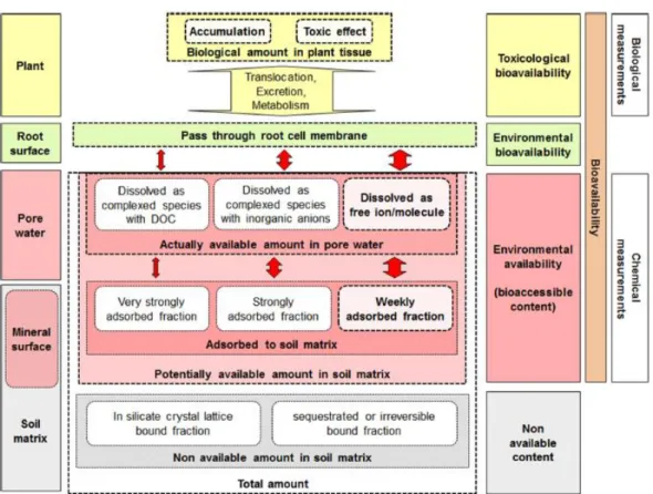 Figure 2.5 Three step concept of bioavailability in soil for plants. Source (Kim et al., 2015) 