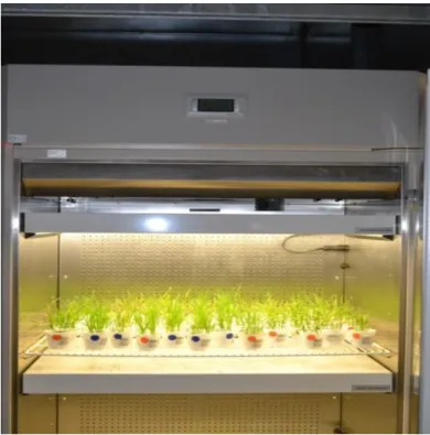 Figure 4.1  Triticum aestivum experiment in Growth chamber at 21°C /15°C on a 14 h/10 h  light/dark cycle  