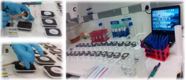 Figure 4.2 Different stages of DGT experiment deployment: (A) Application of soil paste on  to  the  DGT