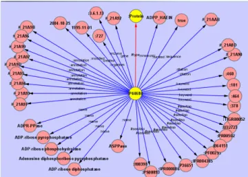 Figure 12 (c) Fisheye view of the protein P44684 neighborhood 3)  Visualization of Wikipedia data: The 47 Million  Wikipedia data set was loaded, which has only two root  classes – articles and category