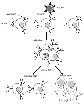 Figure 1. The clonal selection principle.