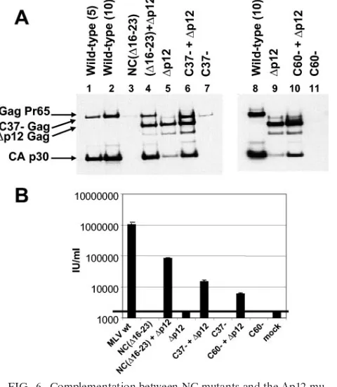 TABLE 3. Virus production by cells expressing NC mutantstogether with �p12 MLVa