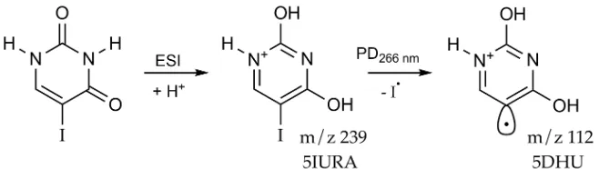 Figure 1 (a) shows a mass spectrum acquired following isolation and subsequent photodis-