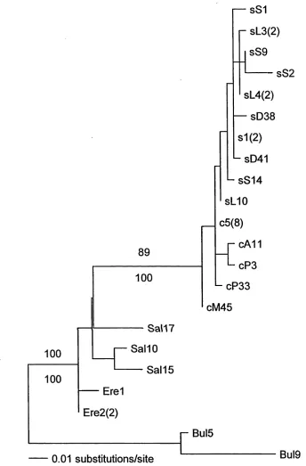 Figure 3. Maximum likelihood (ML) phylogenetic tree (using TrN + for the mitochondrial control region of shy (c), white-capped (s), Salvin’s (Sal), ar.d Chatham’s (Ere) albatrosses, with Buller’s (Bui) albatrosses as the outgroup