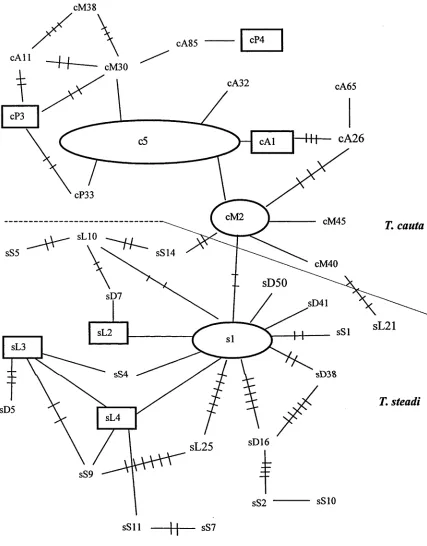Figure 4. Minimum spanning network from 299 bp of control region sequence from 30 shy albatrosses (c) and 29 white-capped albatrosses (s)