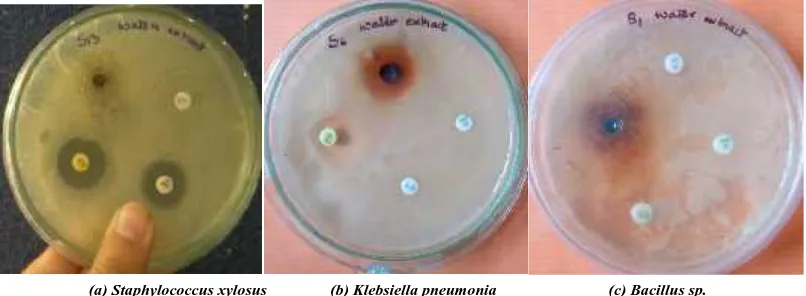 Figure 3 (a-c) Bacterial strains demonstrating susceptibility to Piper betel extracts.