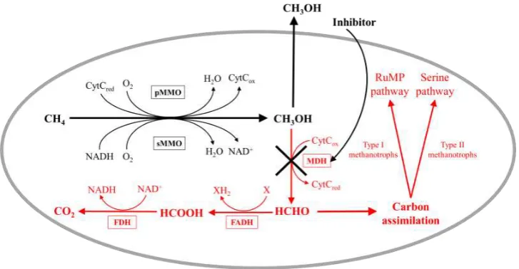 Figure 5. The MDH inhibited pathway of methane oxidation to methanol in methanotrophic bacteria