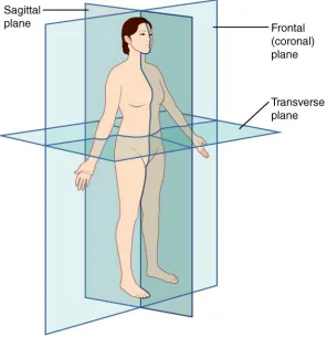 Figure 1.1 Three common planes used to define anatomy [17] 