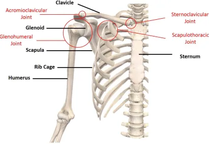 Figure 1.2 Bones and articulations of the shoulder (Image courtesy of Complete 