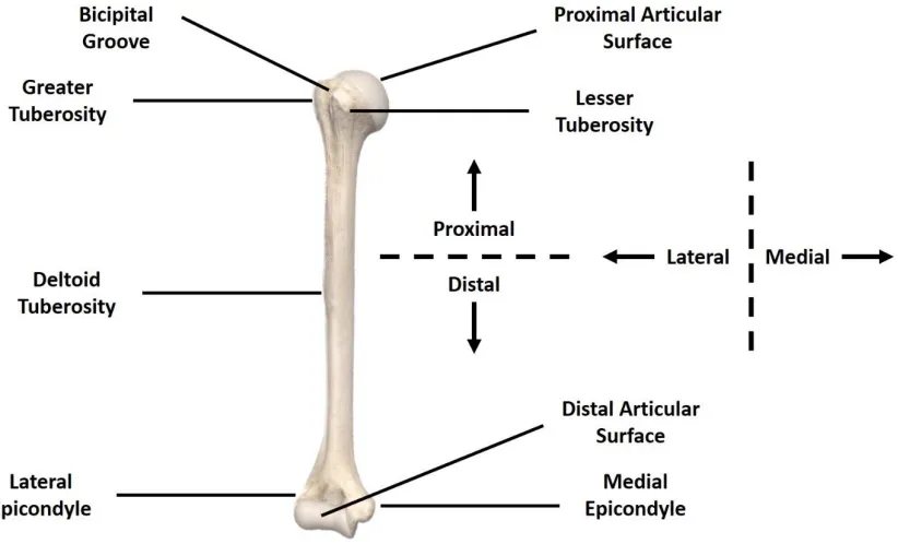 Figure 1.3 Bony Landmarks of the humerus (Image courtesy of Complete Anatomy 