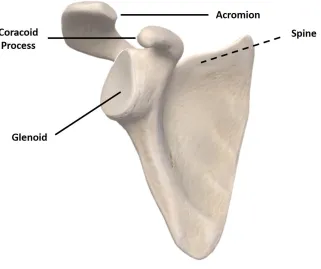 Figure 1.4 Bony landmarks of the scapula (The spine is located on the posterior side) 