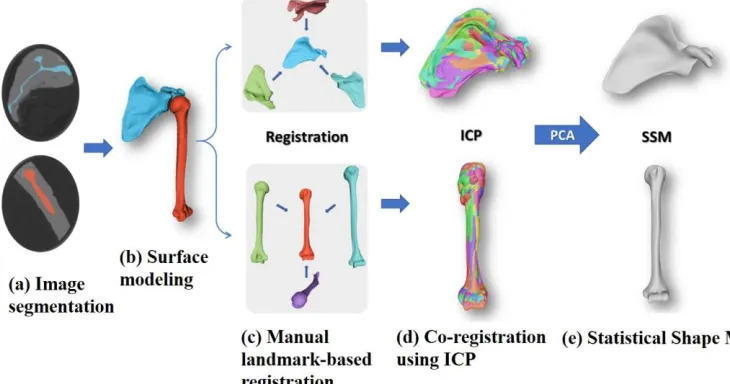 Figure 2.1 Steps taken toward developing SSMs from CT images 