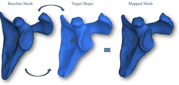 Figure 2.2 Baseline mesh mapping (It was mapped to each of the aligned meshes to 