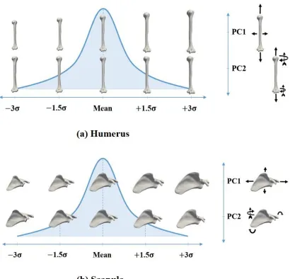 Figure 2.3 The first two modes of shape variation of the shoulder; (a) for the 
