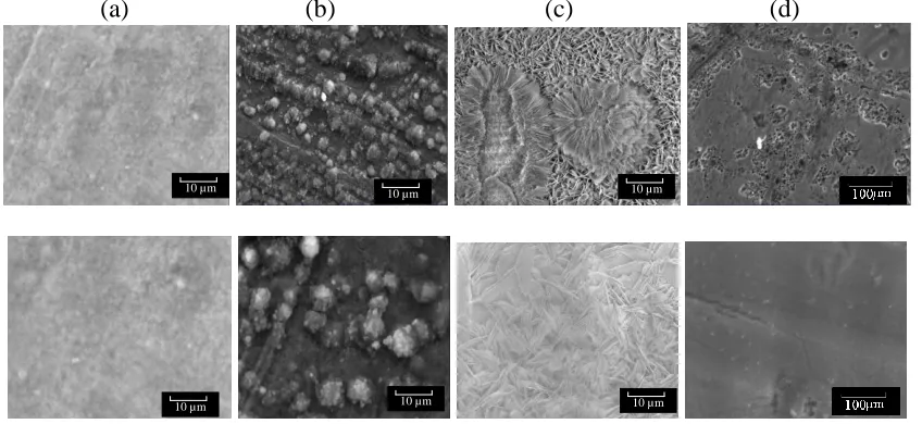 Figure 6.  The time dependence of the 1/Rp under 3.5wt% NaCl and chloride-free SRL solution      