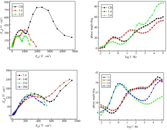 Figure 4.  Experimental Nyquist and Bode plots of galvanized steel in SRL solution containing 3.5wt% NaCl  