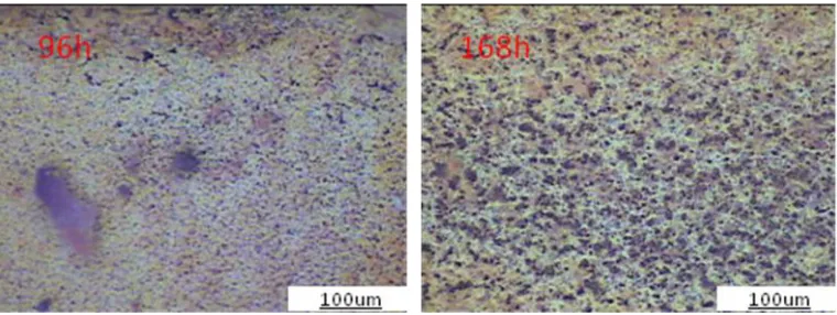 Figure 2.  SEM micrographs of the surface of 23Co14Ni12Cr3Mo steel 