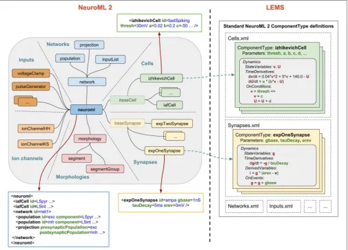 FIGURE 6 | NeuroML2 and LEMS.are contained in a curated set of ﬁles ( NeuroML2 is a language which deﬁnes a hierarchical set of elements used in computational models in neuroscience in the followingbroad categories: Networks, Cells, Synapses, Morphologies,