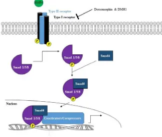 Figure 5. Bmp4 signalling pathway.  The Bmp4 signalling pathway is initiated when a 