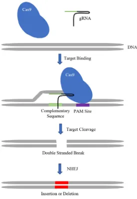Figure 7.  Diagram depicting how CRISPR/Cas9 genome editing technology 
